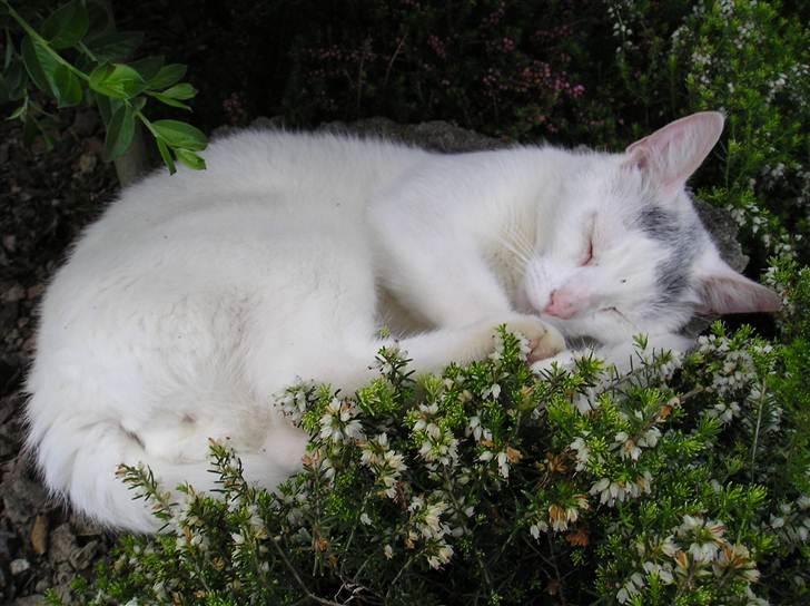 Huskat Emma billede 2