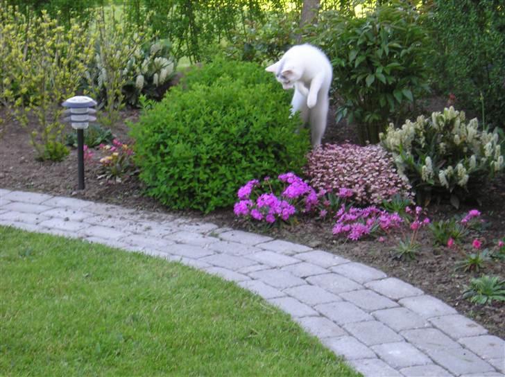 Huskat Emma billede 3