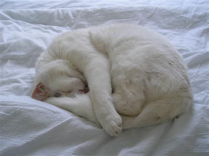 Huskat Emma billede 4