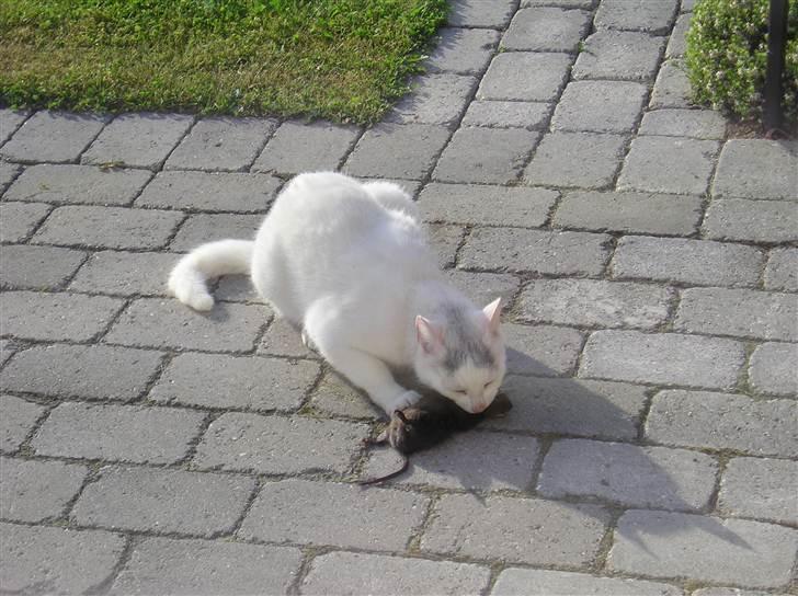 Huskat Emma billede 5