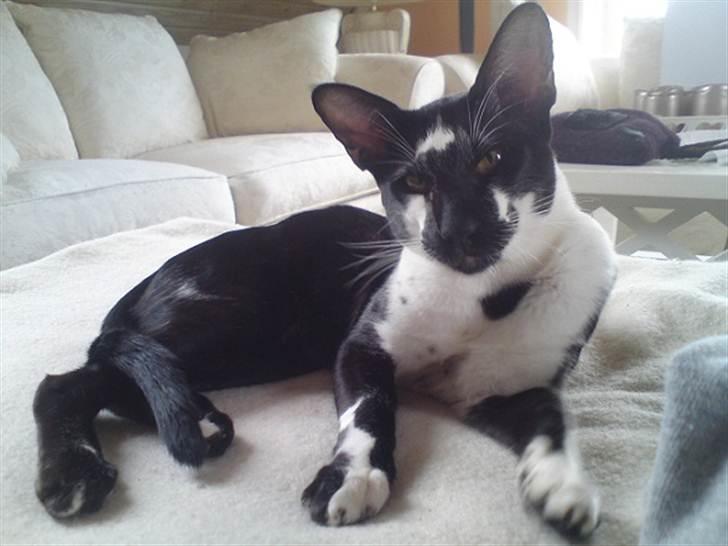 Orientaler Gismo Thaie Bamboo billede 1