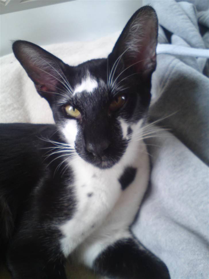 Orientaler Gismo Thaie Bamboo billede 2