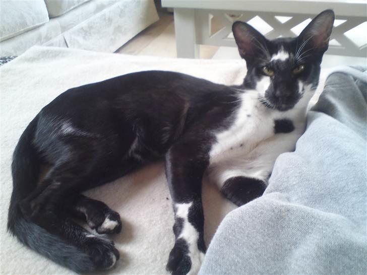 Orientaler Gismo Thaie Bamboo billede 3