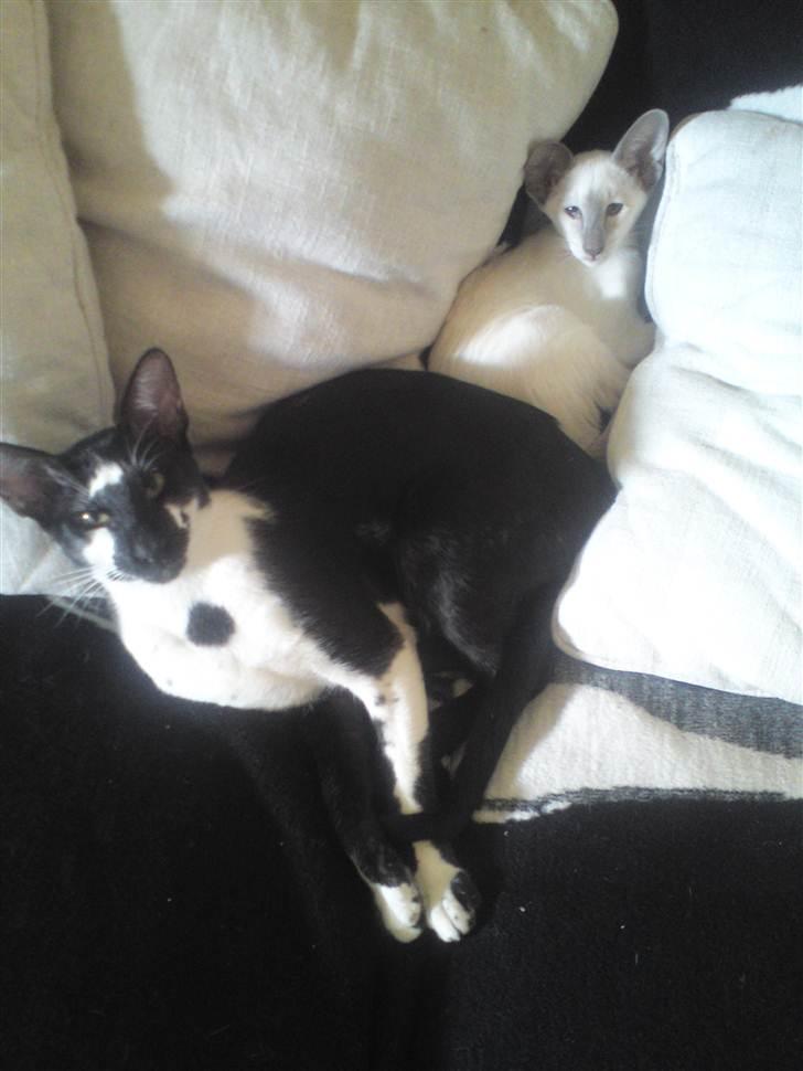 Orientaler Gismo Thaie Bamboo billede 4