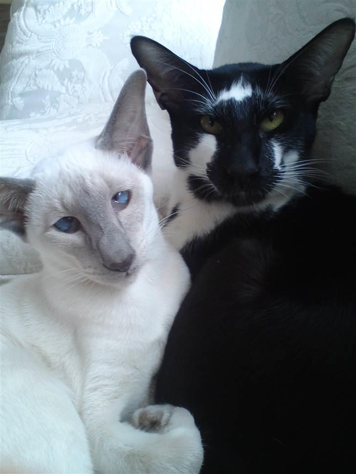 Orientaler Gismo Thaie Bamboo billede 5