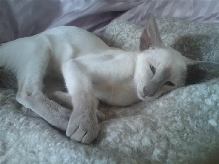 Siameser Kiesbüy's Miad billede 1