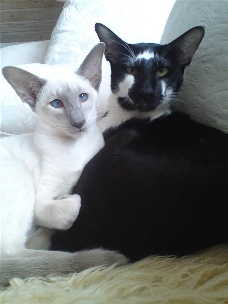 Siameser Kiesbüy's Miad billede 2