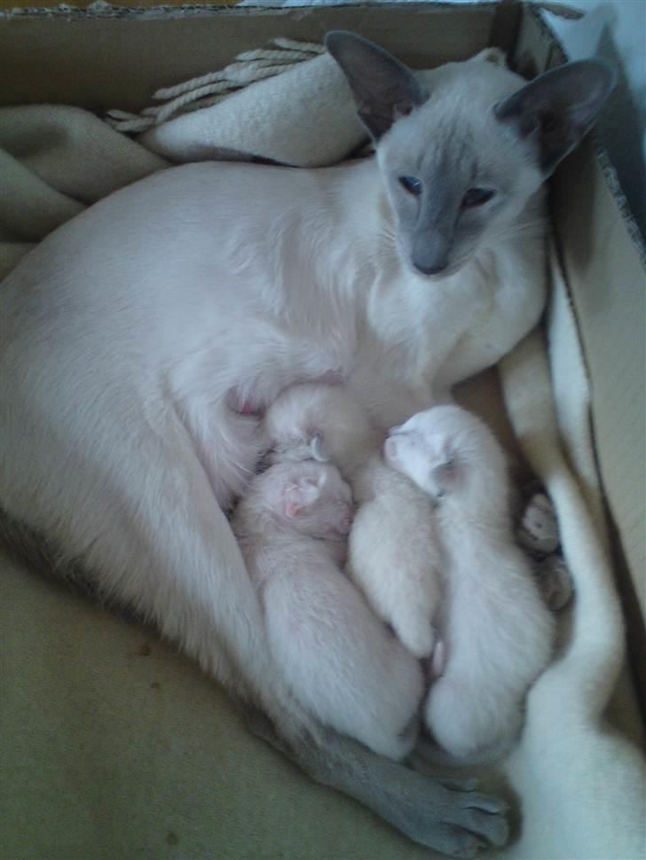 Siameser Kiesbüy's Miad billede 3