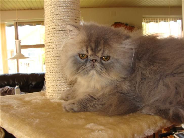 Perser Mejlvang's Giovanni  billede 1