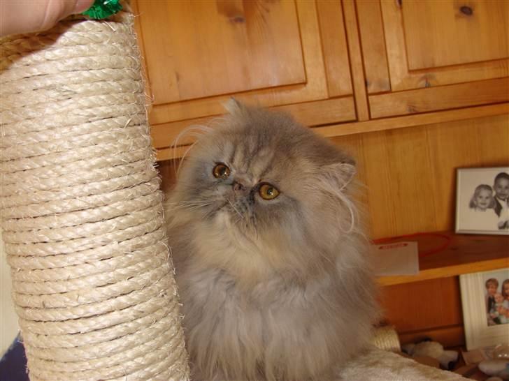 Perser Mejlvang's Giovanni  billede 2