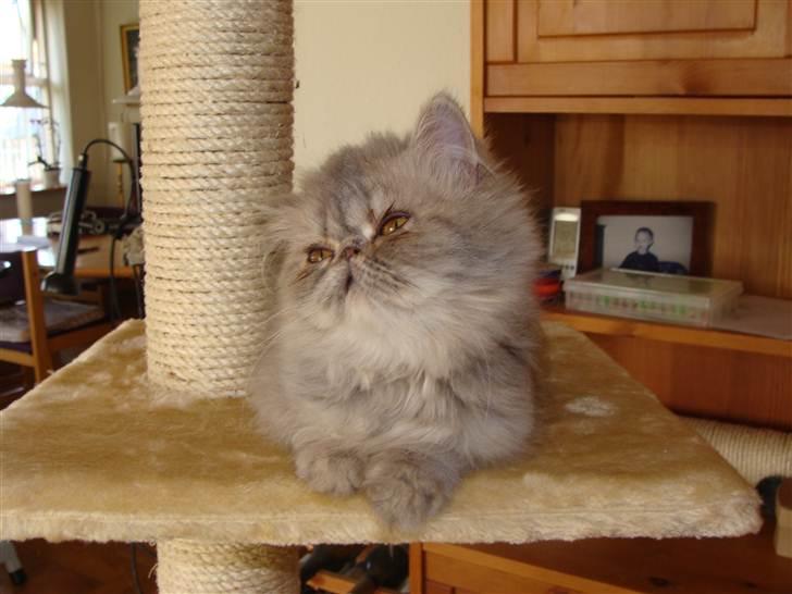 Perser Mejlvang's Zaphira billede 2