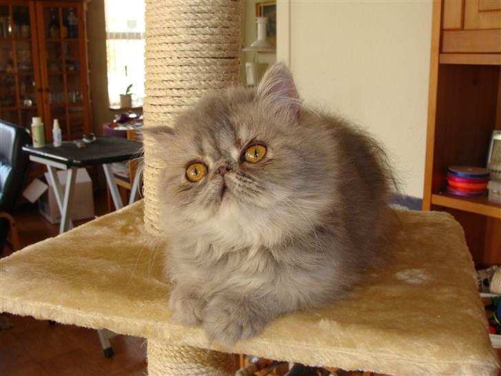 Perser Mejlvang's Zaphira billede 3