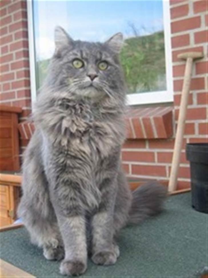 Maine Coon Will Turner billede 6