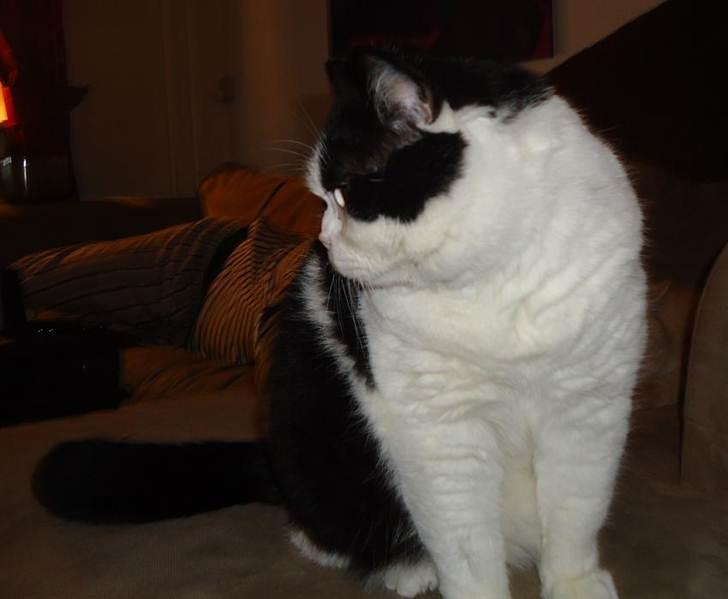 British Shorthair Kenzo billede 7