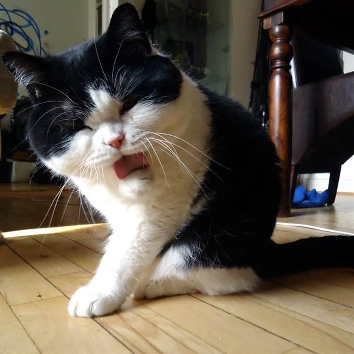 British Shorthair Kenzo - sove, spise, blive nusset, vaske sig... og sådan kører dagen ;) billede 8