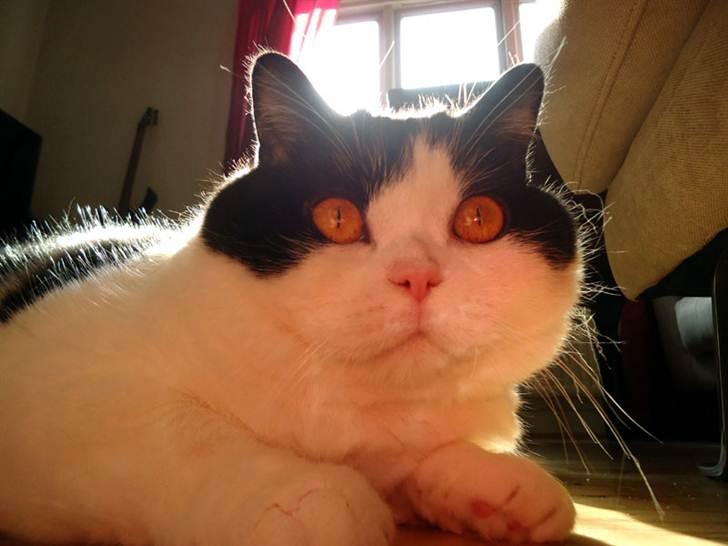 British Shorthair Kenzo billede 9