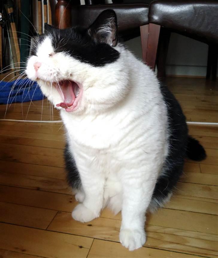 British Shorthair Kenzo - overvejer en ny lur? ;) billede 10