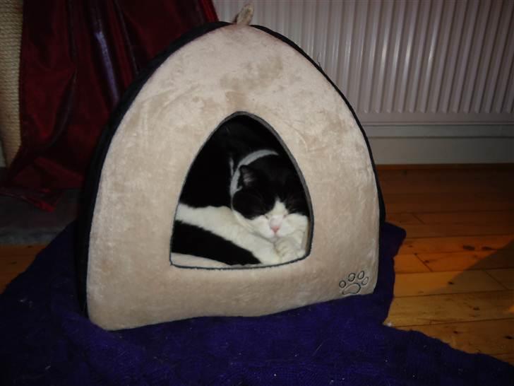 British Shorthair Kenzo - kan lige klemme mig ind i hulen ;) er IKKE for tyk til at være her!! billede 11