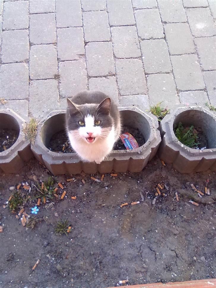 Huskat Mulle - Miav billede 15