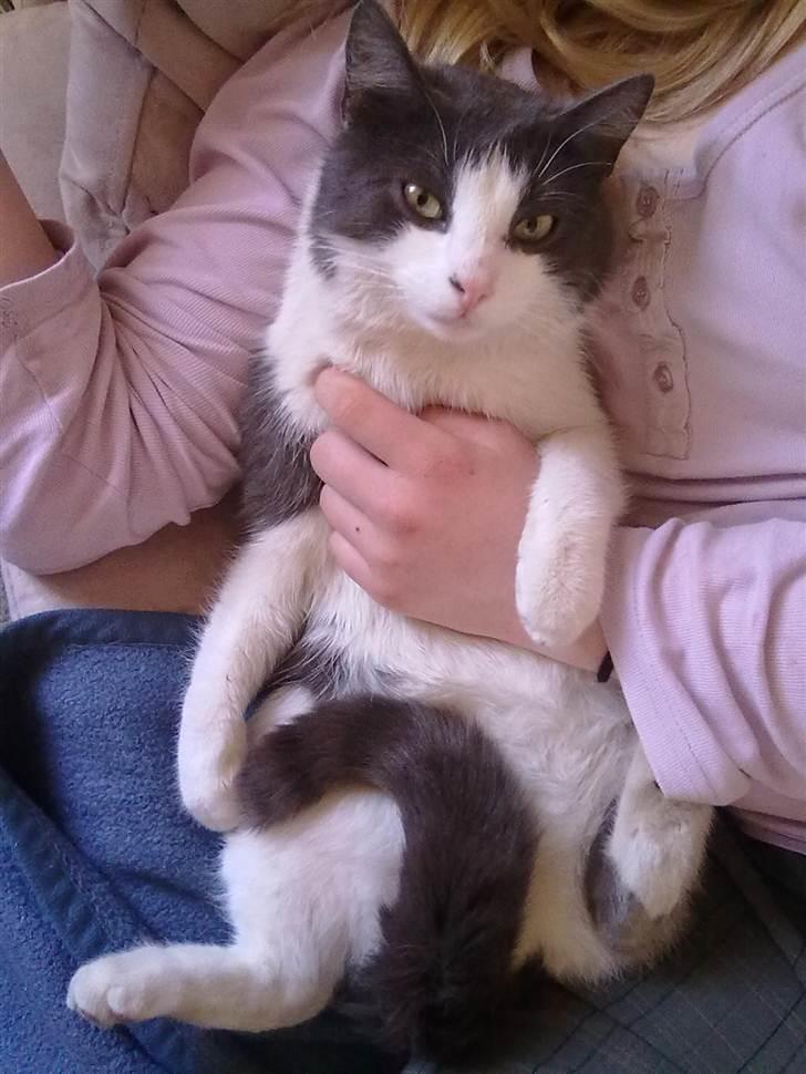 Huskat Mulle billede 17