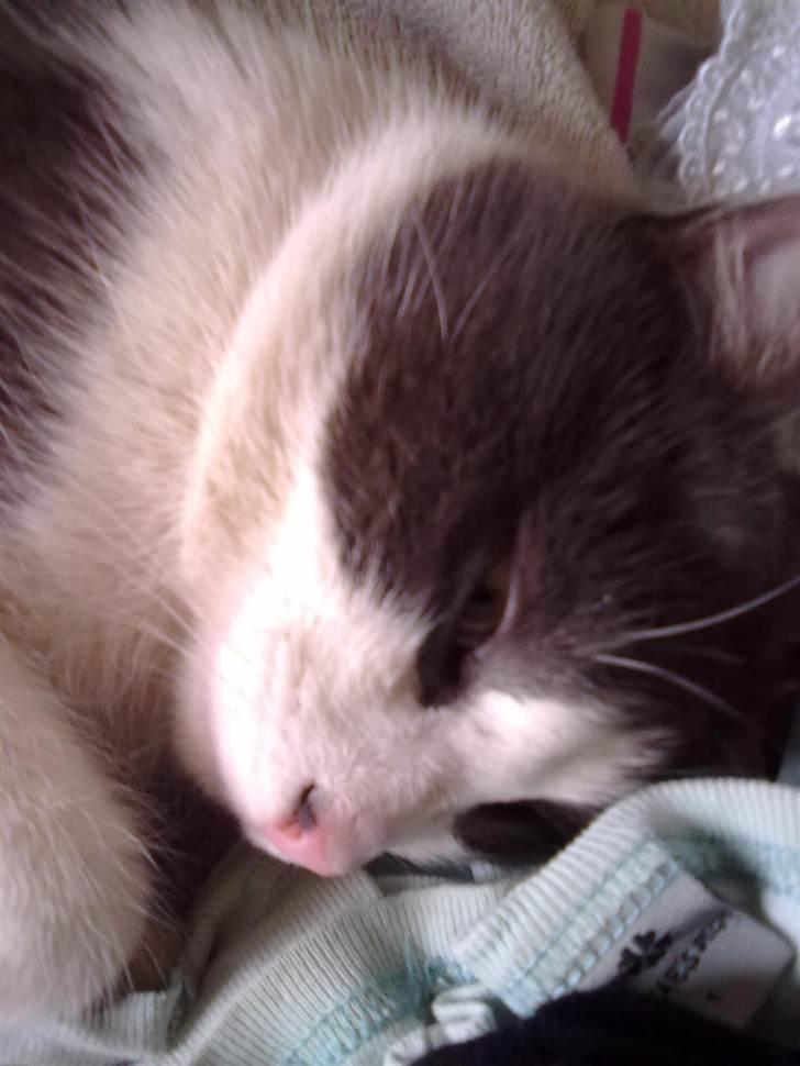 Huskat Mulle - Sover næsten. billede 18