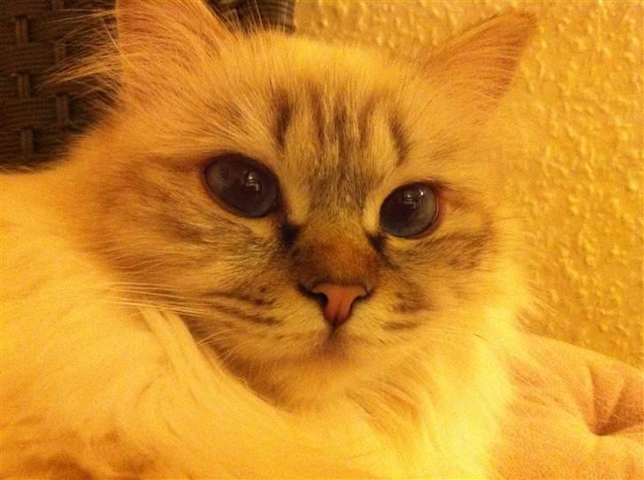 Hellig Birma Askepot´s Guinevere billede 1