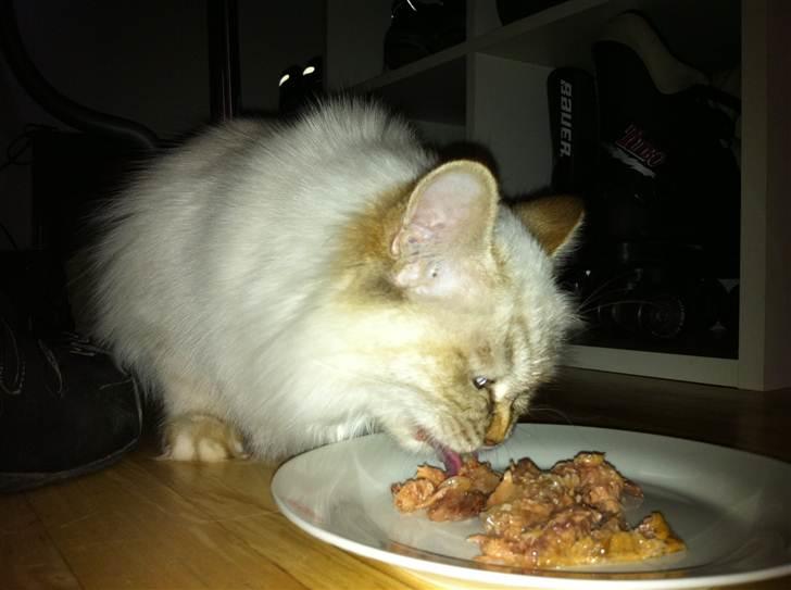 Hellig Birma Askepot´s Guinevere billede 2