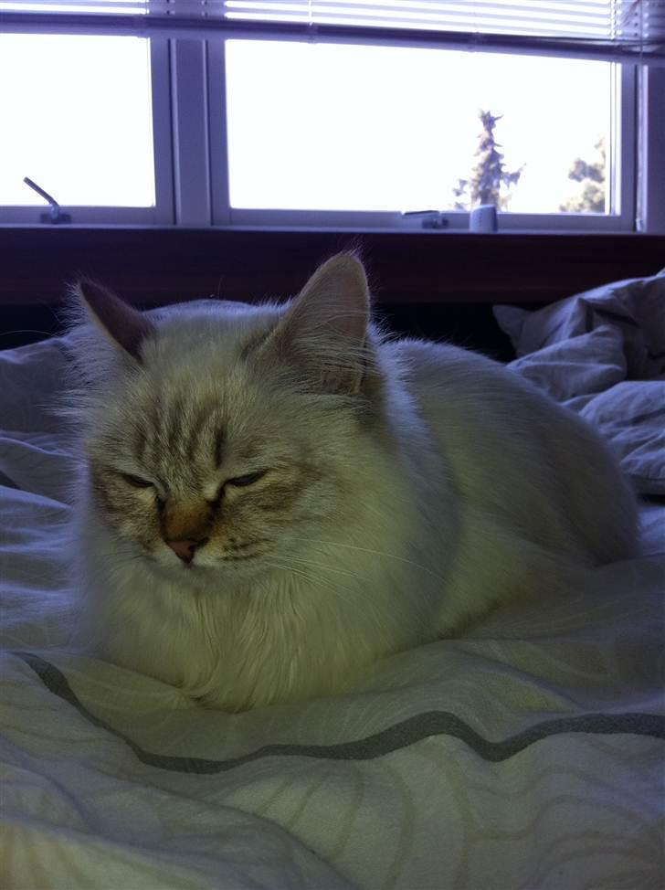 Hellig Birma Askepot´s Guinevere billede 3