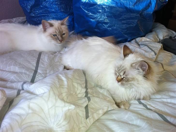 Hellig Birma Askepot´s Guinevere - Guinevere & Cigurd, samme dag som hun kom herhjem. billede 4