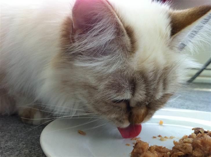 Hellig Birma Askepot´s Guinevere billede 5