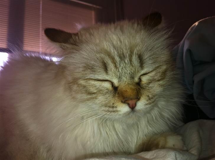 Hellig Birma Askepot´s Guinevere billede 6