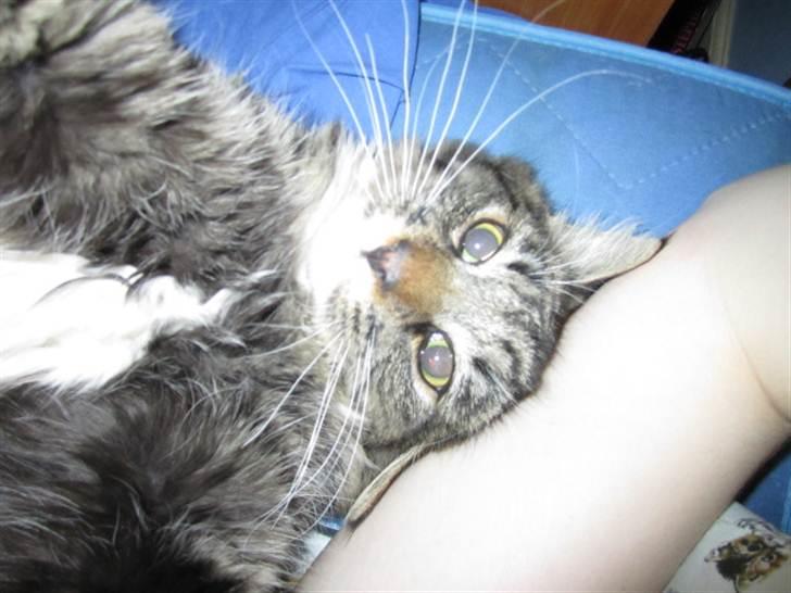 Blanding af racer Hinckelmeier billede 1