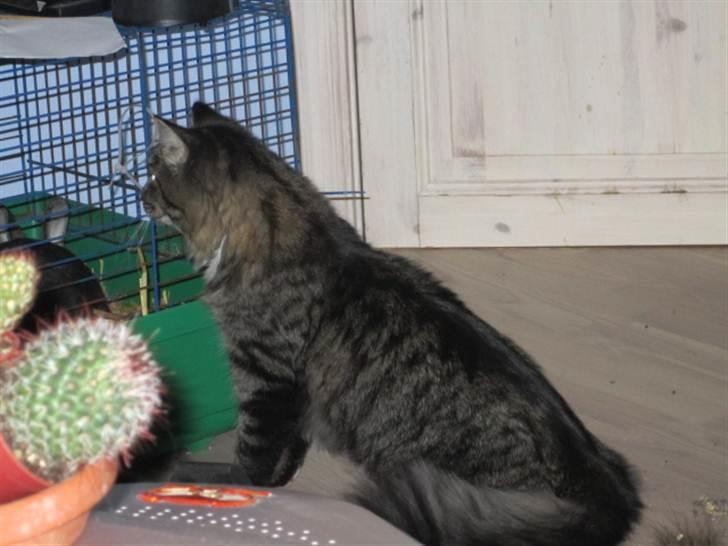 Blanding af racer Hinckelmeier - Uha uha, hva er det for en farlig ting der er fuldstændig ligeglad med mig ? ;) billede 2