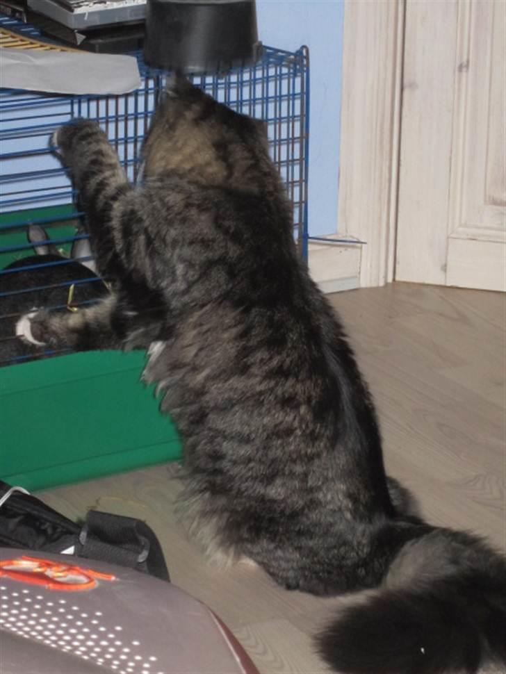 Blanding af racer Hinckelmeier - Han sys kaninen var farlig og spændene ;) billede 3