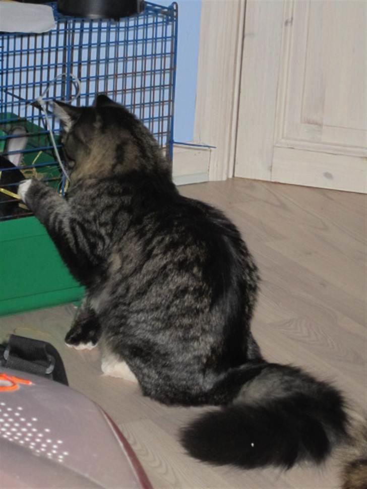 Blanding af racer Hinckelmeier - *Prik prik* billede 4