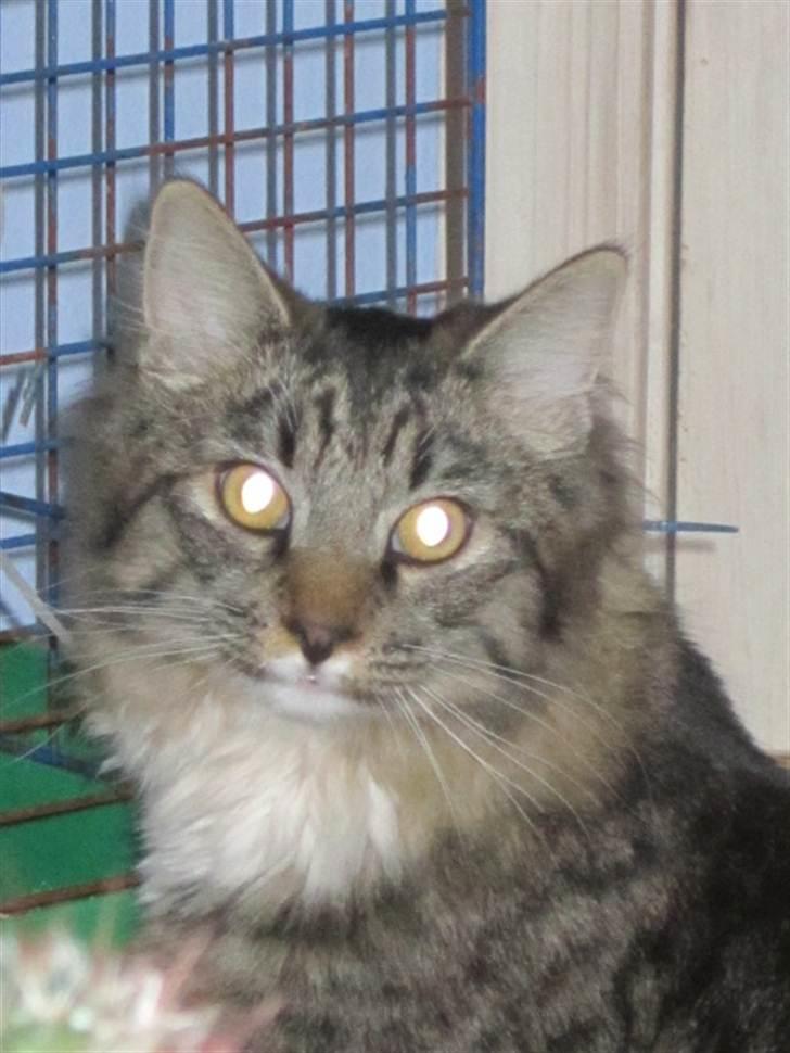 Blanding af racer Hinckelmeier - Hun lavede en lyd!! billede 5