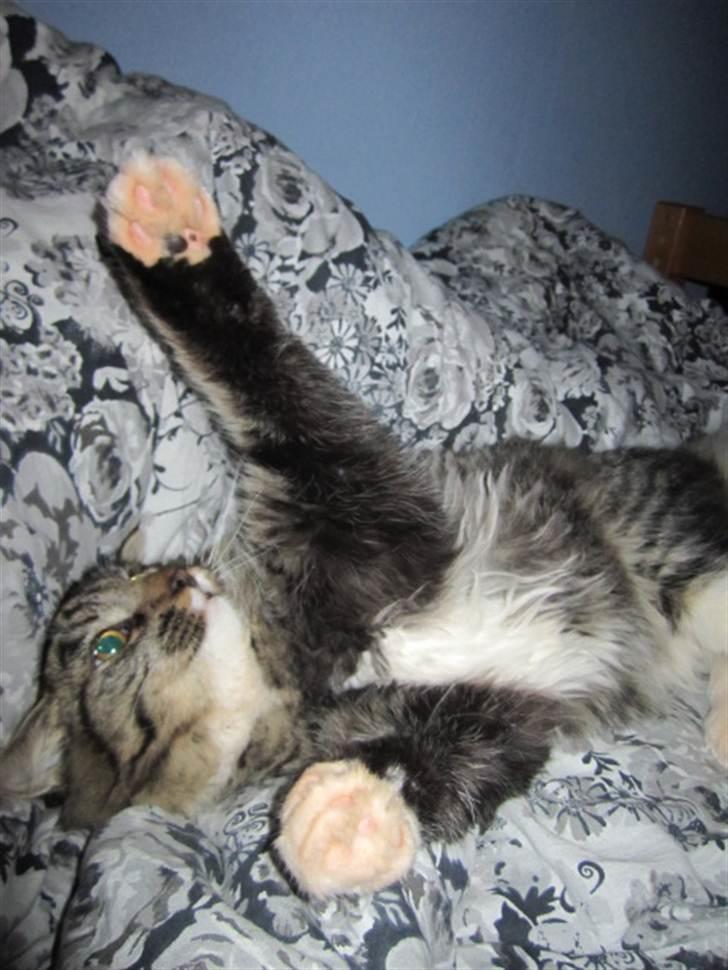 Blanding af racer Hinckelmeier billede 6