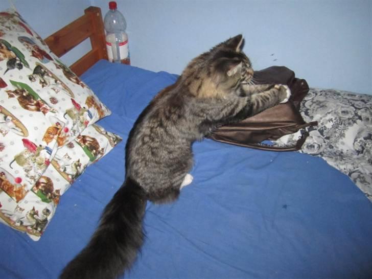 Blanding af racer Hinckelmeier - Flue-fangeren ;) billede 7