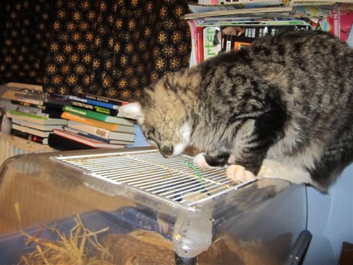 Blanding af racer Hinckelmeier - Jep, mus er spændene!! ;) billede 8