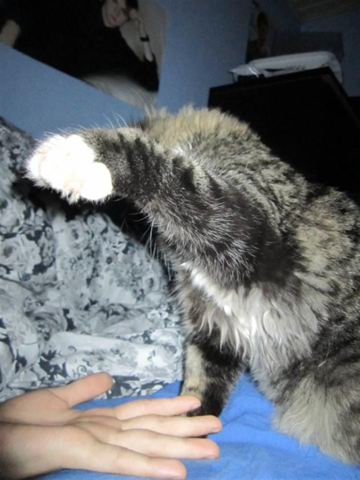 Blanding af racer Hinckelmeier billede 9