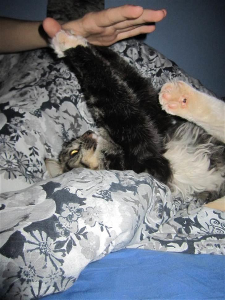 Blanding af racer Hinckelmeier - Kom her! ;) billede 10