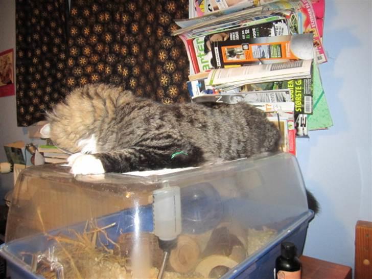 Blanding af racer Hinckelmeier - RIGTIG spændene sys han ;) billede 11