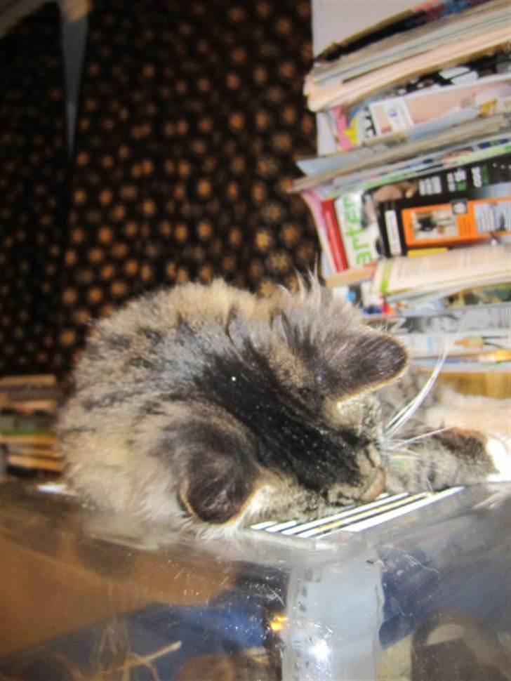 Blanding af racer Hinckelmeier - Endnu tættere på.. Mus mus mus...  billede 12