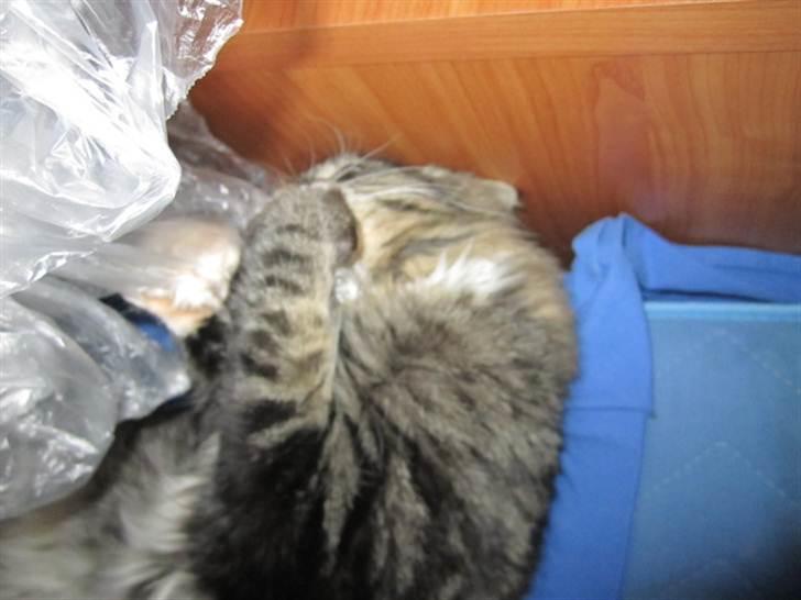 Blanding af racer Hinckelmeier - Dø pose, DØØØØØ!! ;) billede 13