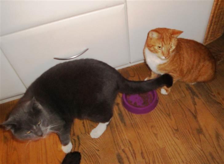 Huskat Buster - Buster og Elvis dec. 2010 billede 14