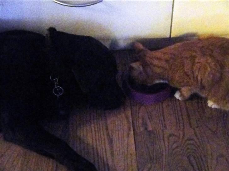 Huskat Elvis - Elvis får mad og Sif venter på rester marts 2011 billede 13