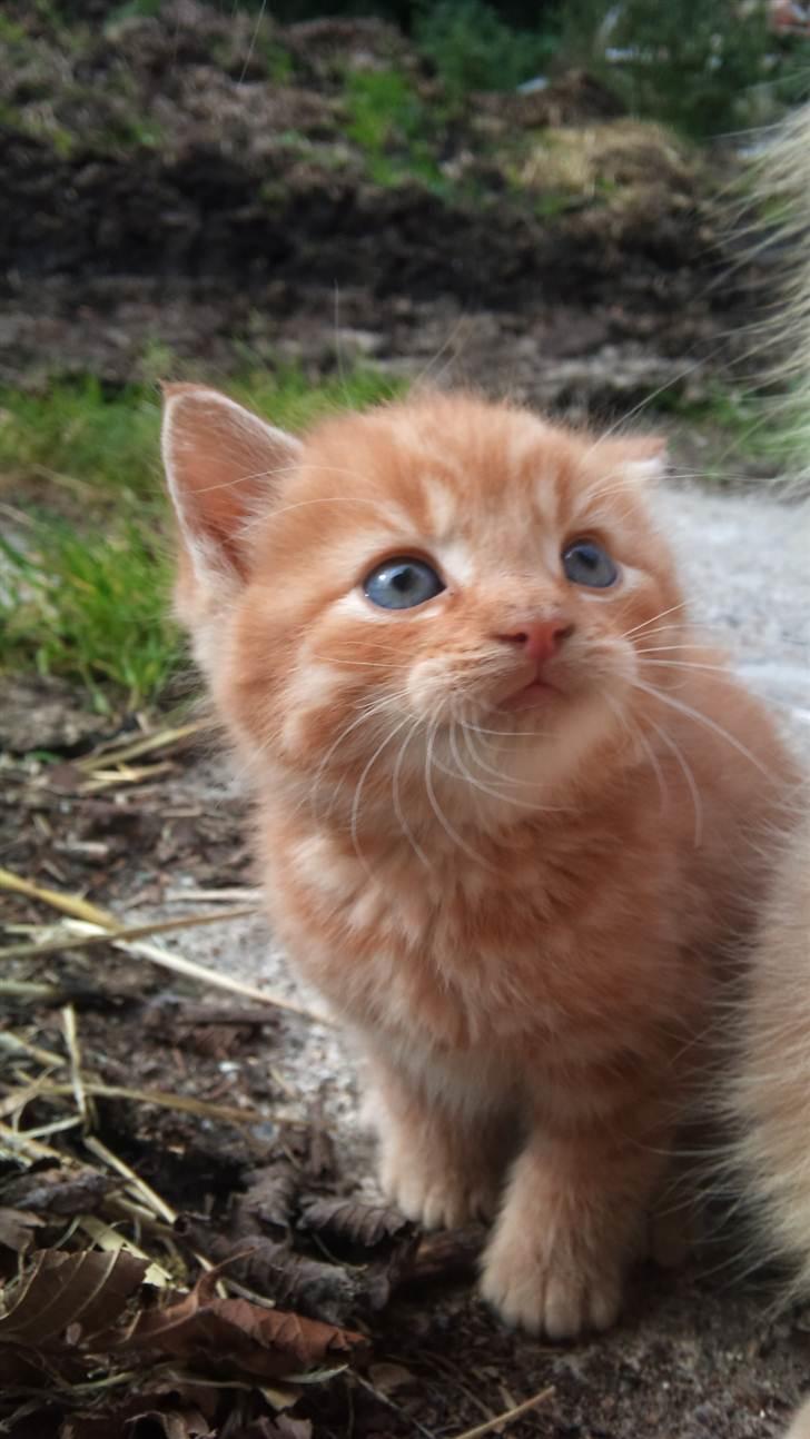 Blanding af racer Flæske billede 1