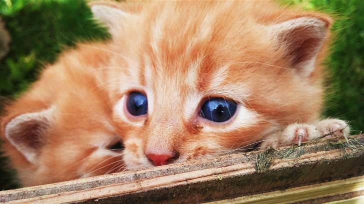 Blanding af racer Flæske billede 2