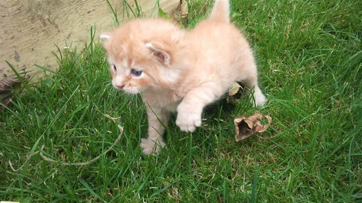 Blanding af racer Flæske billede 3