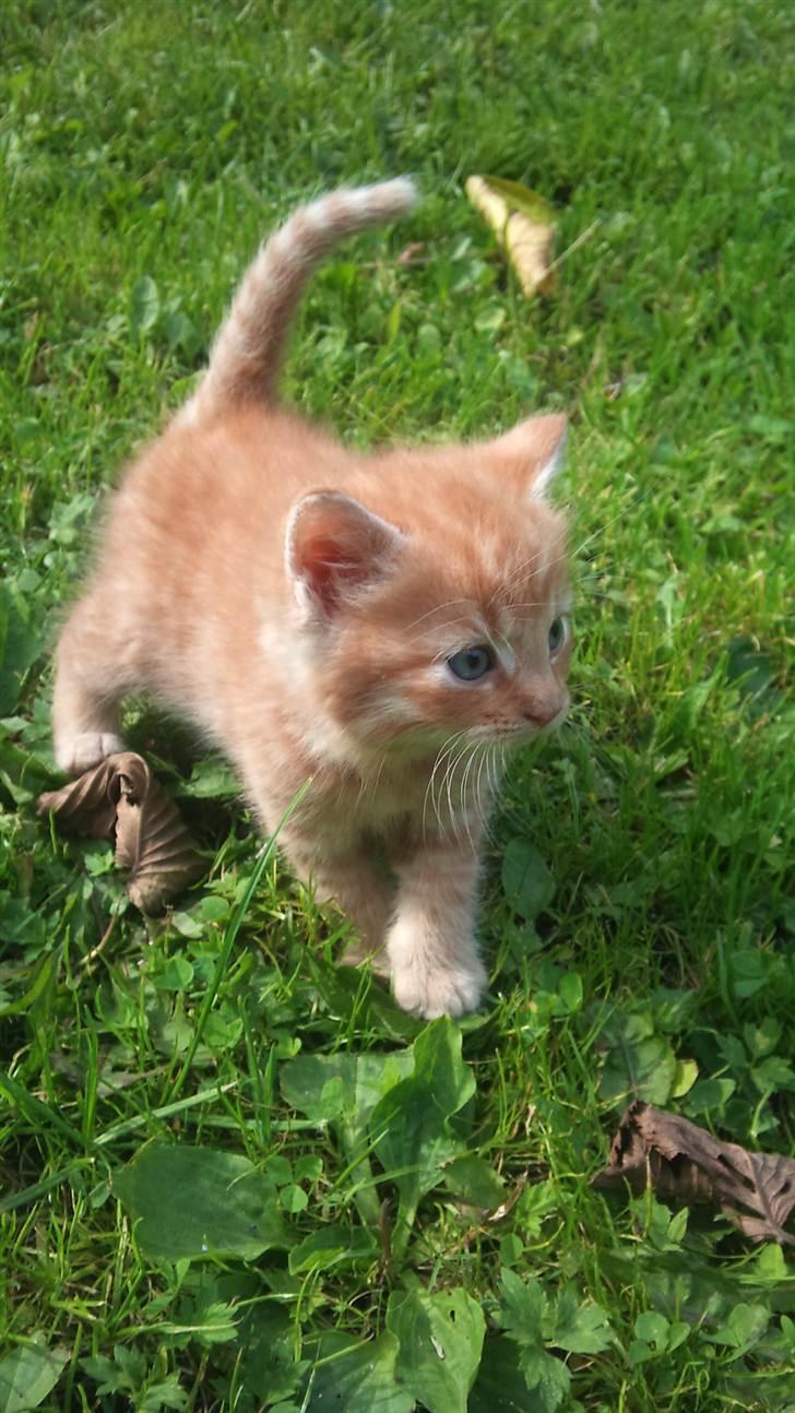 Blanding af racer Flæske billede 4